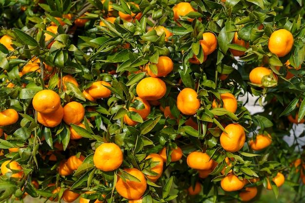 Free photo a closeup shot of delicious fresh oranges in a tree